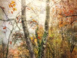 2025 N1 Papier Couleur